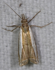Crambus quinquareatus