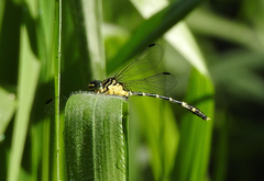 Austrogomphus amphiclitus