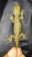 Urostrophus vautieri