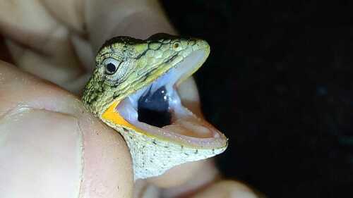 Brazilian Steppe Iguana