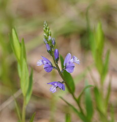 Polygala vulgaris