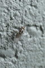 Poecilohetaerella dubiosa