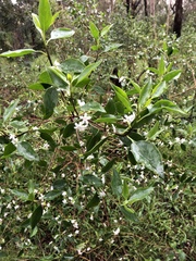 Myoporum petiolatum