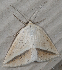 Lychnosea intermicata