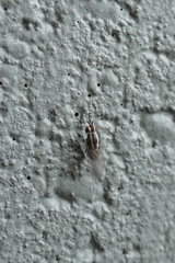 Poecilohetaerella dubiosa