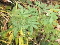 Agrimonia parviflora