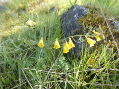 Tropaeolum brachyceras