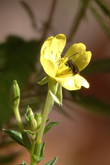 Lasioglossum fuscipenne