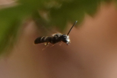 Lasioglossum fuscipenne