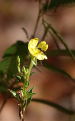 Lasioglossum fuscipenne