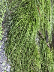 Isolepis inundata