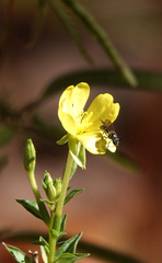 Lasioglossum fuscipenne