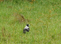 Pteridium esculentum