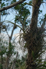 Tillandsia balbisiana