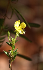 Lasioglossum fuscipenne
