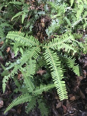 Dicranopteris