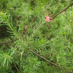 Grevillea rosmarinifolia