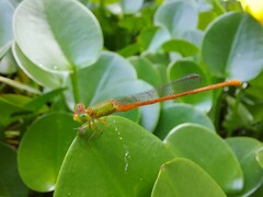 Ceriagrion auranticum