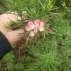 Grevillea rosmarinifolia