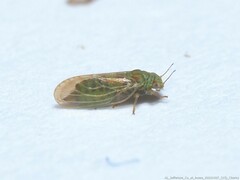 Acizzia jamatonica