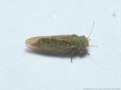 Acizzia jamatonica