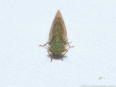 Acizzia jamatonica
