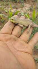 Sceloporus formosus