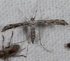 Hellinsia inquinatus