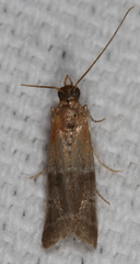 Moodna pallidostrinella