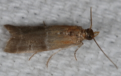 Moodna pallidostrinella