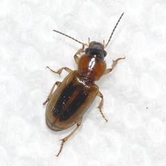Stenolophus