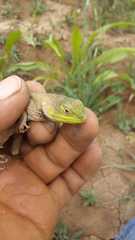 Sceloporus formosus