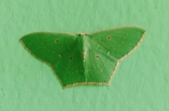Cyclothea disjuncta
