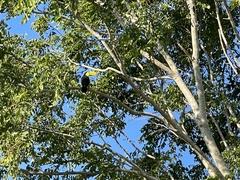 Ramphastos sulfuratus