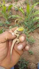 Sceloporus formosus