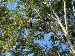 Ramphastos sulfuratus