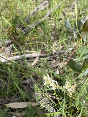 Stackhousia aspericocca