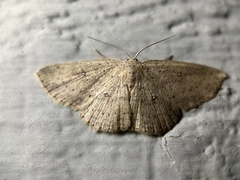 Cyclophora