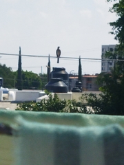 Toxostoma curvirostre