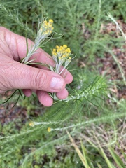 Chrysocephalum semipapposum