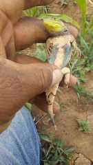 Sceloporus formosus