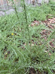 Chrysocephalum semipapposum