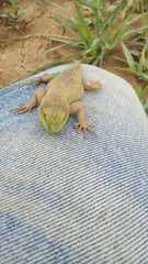 Sceloporus formosus