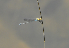 Pseudagrion aureofrons