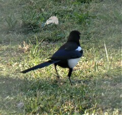 Pica nuttalli