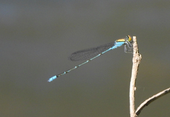 Pseudagrion aureofrons