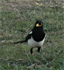 Pica nuttalli