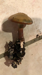 Psilocybe