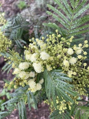 Acacia mearnsii