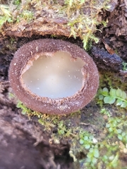 Humaria hemisphaerica